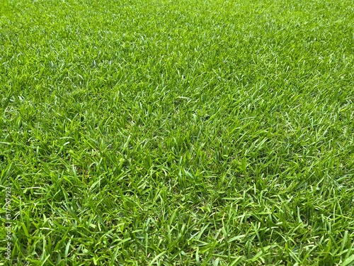 Foto Warm-season lawn, grass blades (horizontal)