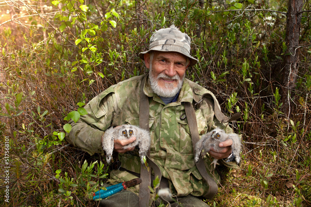 A man in camouflage clothes with a beard holds chicks of a long-eared owl in his hands, smiles. Ornithological expedition for the ringing of rare birds.