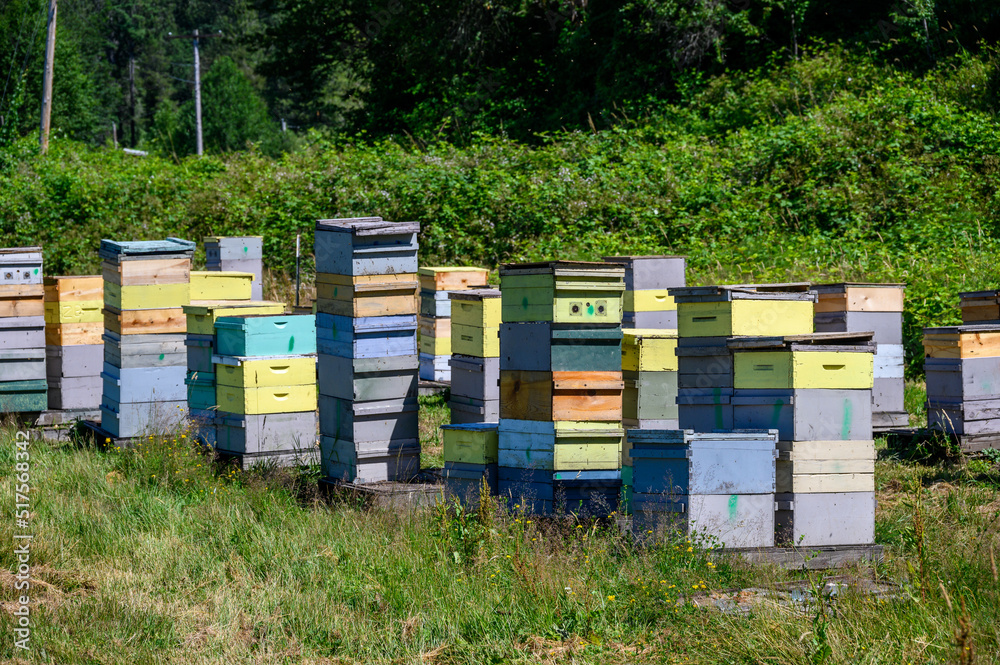 Collection of bee keeping boxes, sunny day in a field with bee colony for honey production
Collection of bee keeping boxes, sunny day in a field with bee colony for honey production