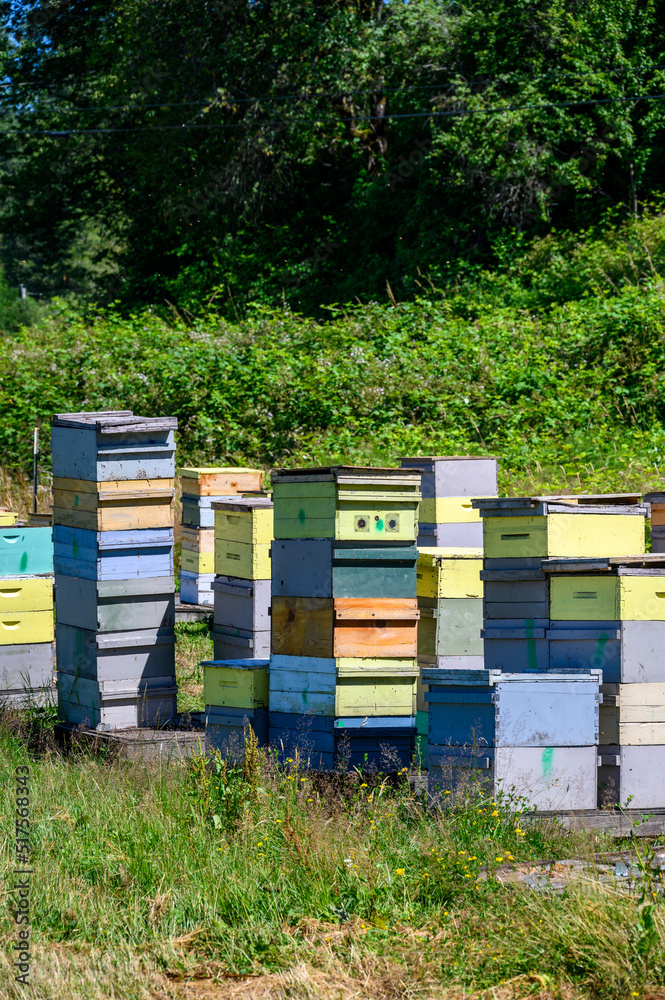 Collection of bee keeping boxes, sunny day in a field with bee colony for honey production
Collection of bee keeping boxes, sunny day in a field with bee colony for honey production