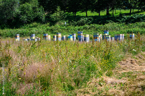 Collection of bee keeping boxes, sunny day in a field with bee colony for honey production
