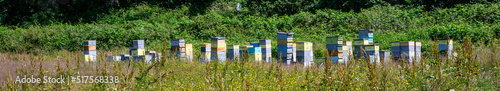 Fotografiet Collection of bee keeping boxes, sunny day in a field with bee colony for honey