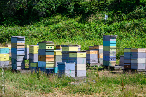 Wallpaper Mural Collection of bee keeping boxes, sunny day in a field with bee colony for honey