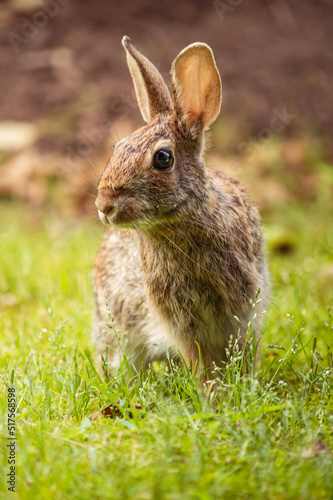 Rabbit standing on the grass