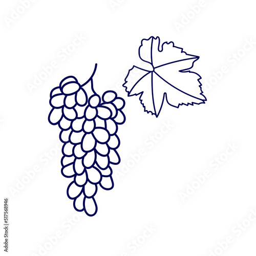 Bunch of grapes isolated on white background. Line drawing.  Black line sketch on white background. 