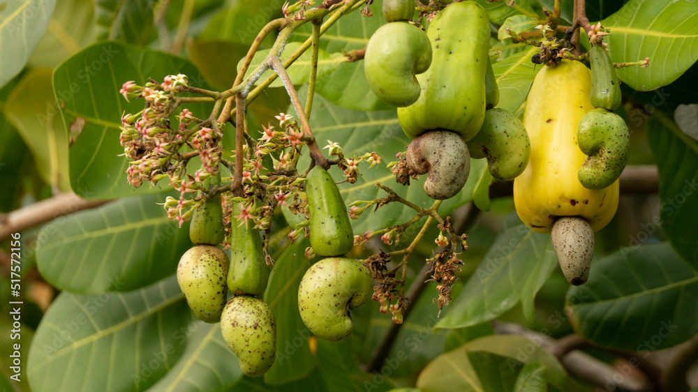 Cashew, a fruit with many health benefits. Cashew seeds can be used as ...