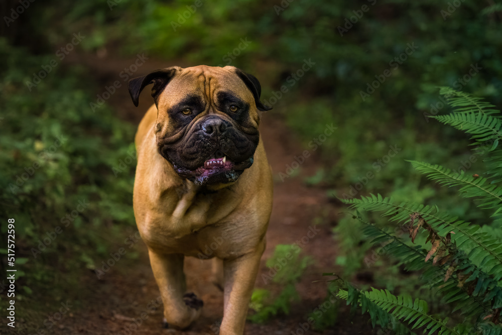  2022-07-17 A ADULT BULLMASTIFF WALKING DOWN A FOREST TRAIL WITH BRIGHT EYES AND A BLURRY BACKGROUND ON MERCER ISLAND IN WASHINGTON STATE