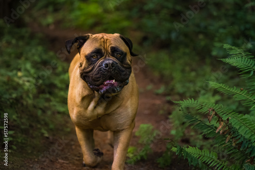 2022-07-17 A ADULT BULLMASTIFF WALKING DOWN A FOREST TRAIL WITH BRIGHT EYES AND A BLURRY BACKGROUND ON MERCER ISLAND IN WASHINGTON STATE