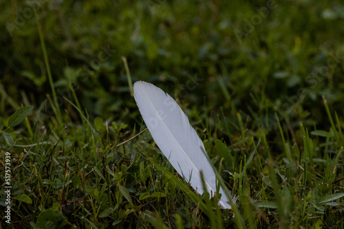 feather in the grass