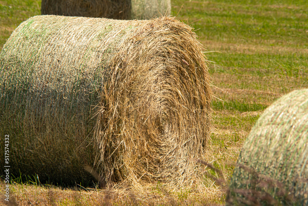 Haystack in the field at sunny summer hot day. Hay bale from dry grass in rolls. Haystack for food and feeding farm animals. Wheat field after harvest silage season. Agriculture and farming concept. Haystack in the field at sunny summer hot day. Hay bale from dry grass in rolls. Haystack for food and feeding farm animals. Wheat field after harvest silage season. Agriculture and farming concept.