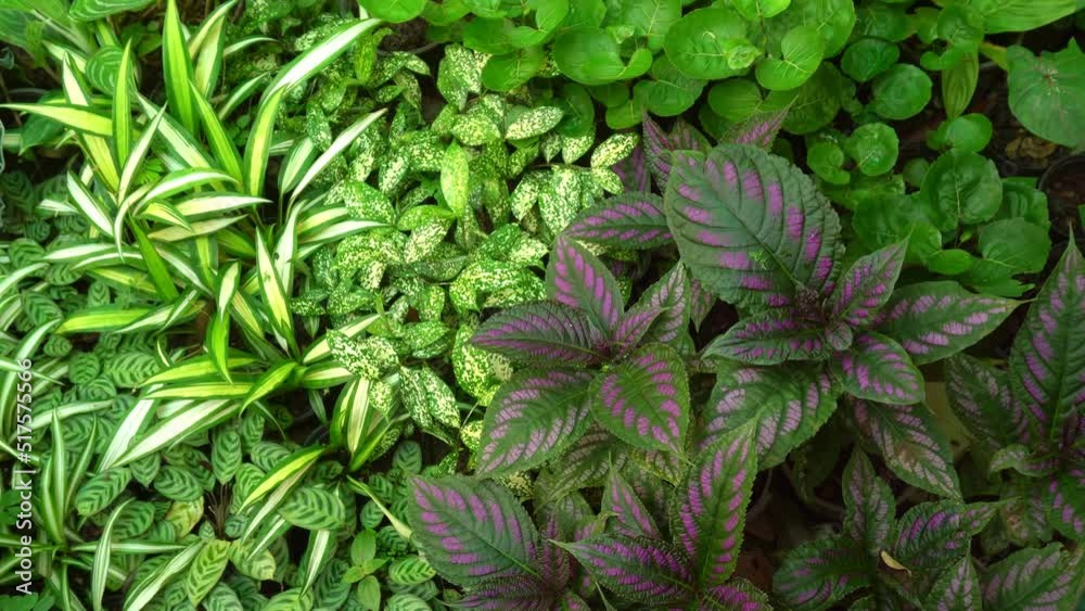 Colorful leaves background Top view Beautiful foliage fresh nature background Colorful leaves background Top view Beautiful foliage fresh nature background