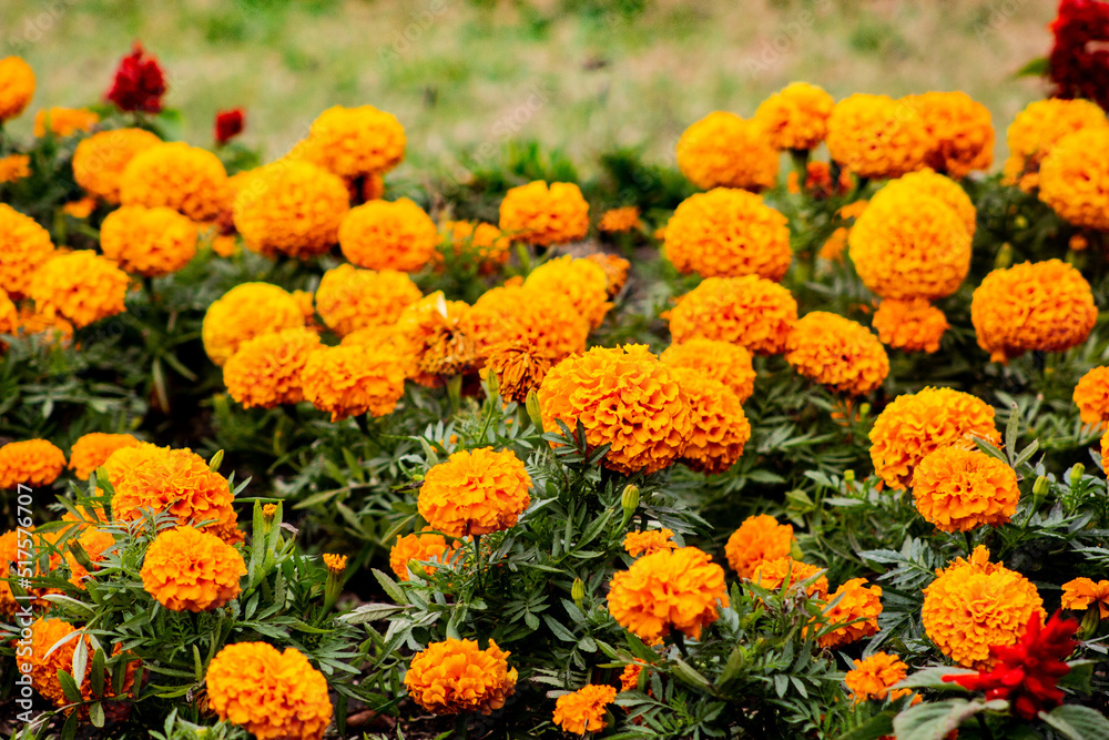 Jardín de flores naranjas