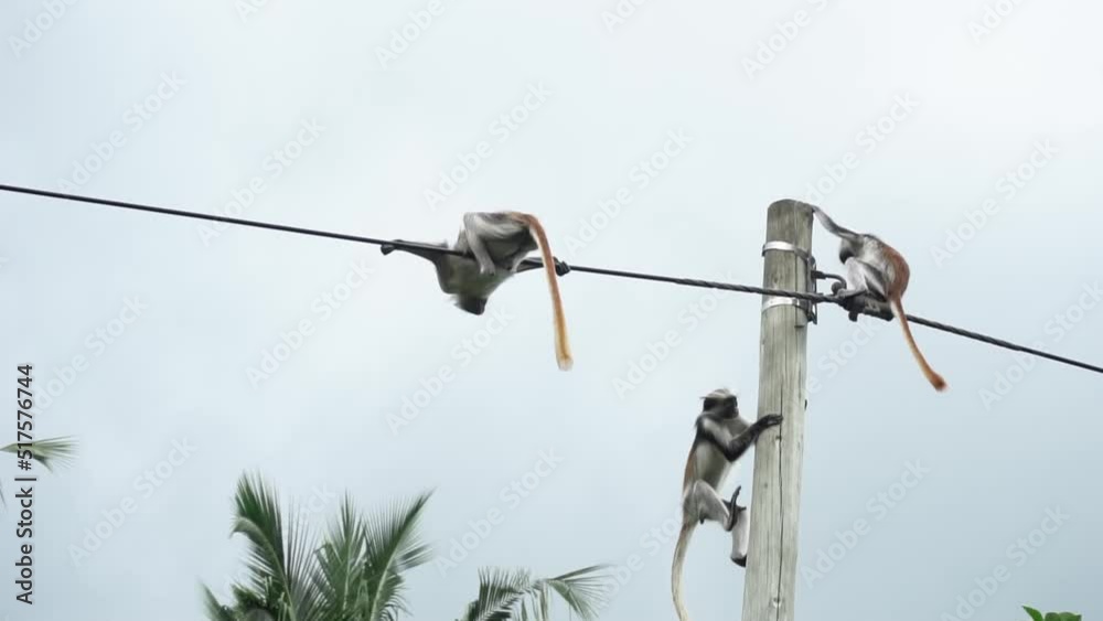 Slow motion clip of a monkey climbing up the power line. Other monkeys sitting on top. Slow motion clip of a monkey climbing up the power line. Other monkeys sitting on top.