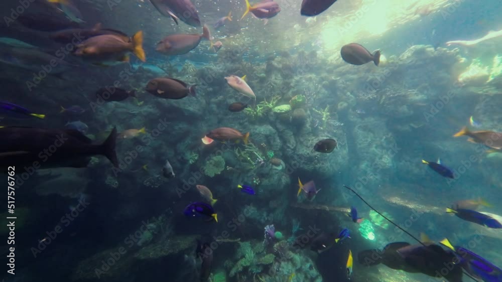 Blue tang fish and other tropical sea life along a coral reef