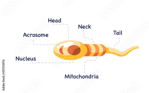 Human sperm anatomy male reproduction cell biology physiology drawing illustration