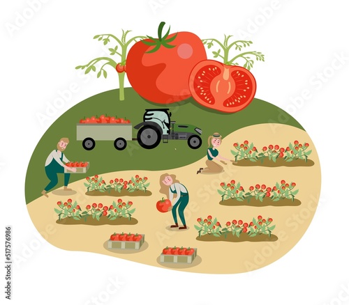 Flat illustration. Tomato cultivation concept. Agriculture. Farming. It is a highly nutritious vegetable. make it healthy.