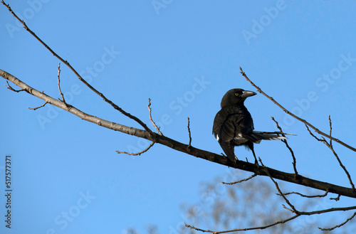 Australian Pied Currawong (Strepera graculina)