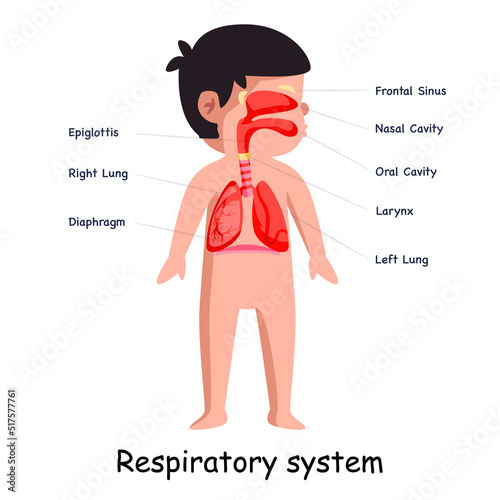 Breathing respiratory system body system anatomical internal organ lungs graphic illustration