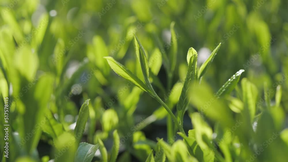 茶葉・茶畑 茶葉・茶畑
