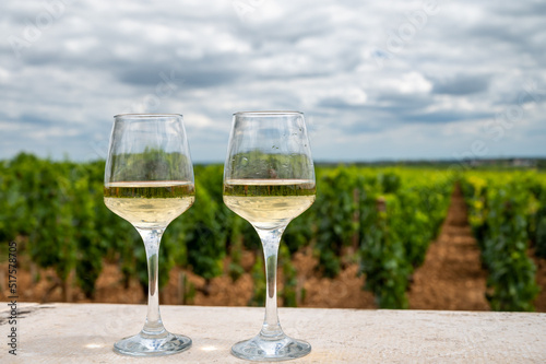 Tasting of white dry wine made from Chardonnay grapes on grand cru classe vineyards near Puligny-Montrachet village  Burgundy  France