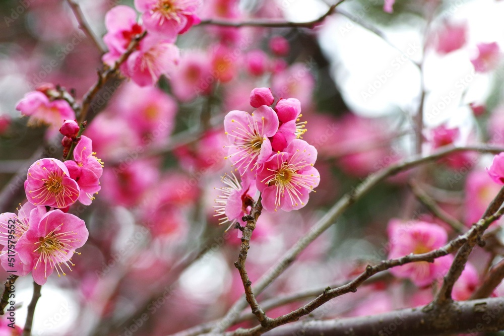 梅の花
