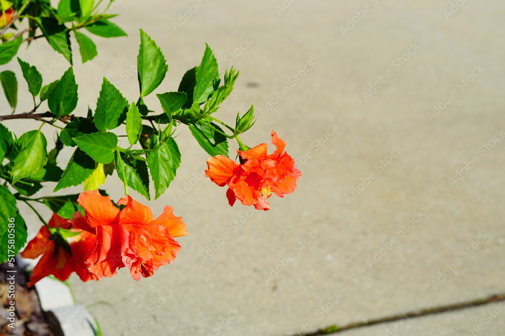 Orange Hibiscus Syriacus Ardens or Deciduous Hibiscus with green leaves Orange Hibiscus Syriacus Ardens or Deciduous Hibiscus with green leaves