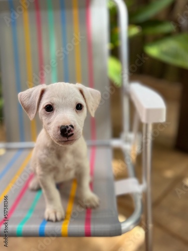 Jack russell puppy