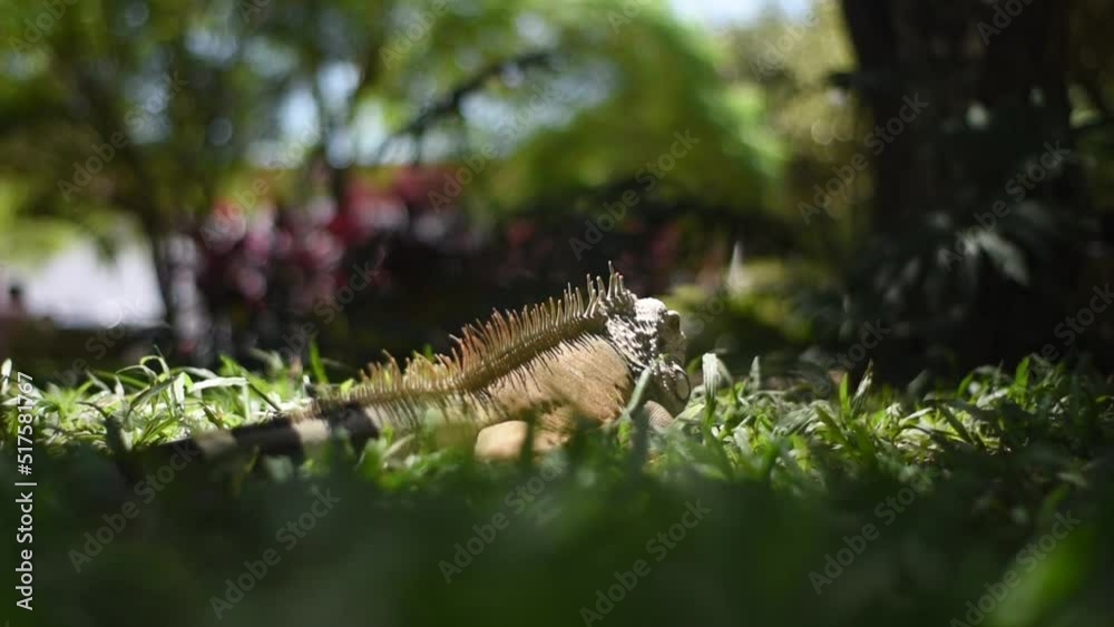 iguana tomando el sol y luego se va