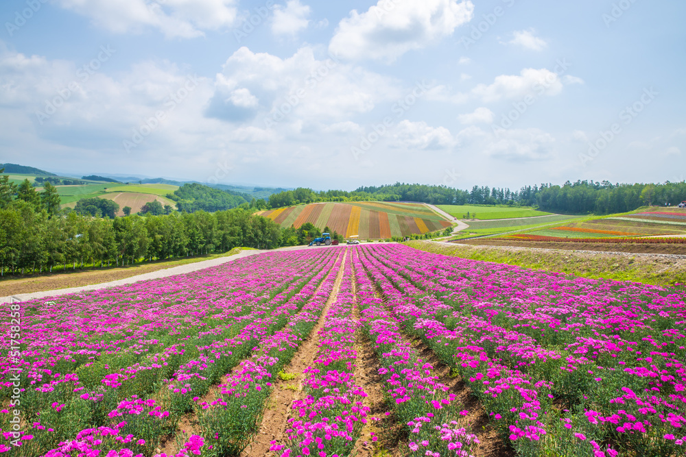 北海道美瑛町　四季彩の丘
