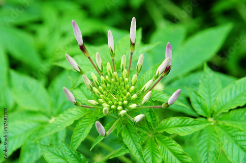 a flower bud in a lawn © T shooter