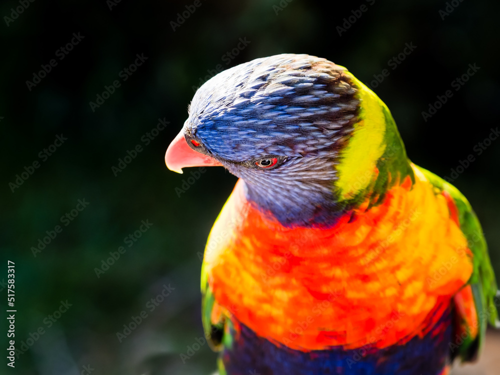 A cute rainbow lorikeet in the wild A cute rainbow lorikeet in the wild