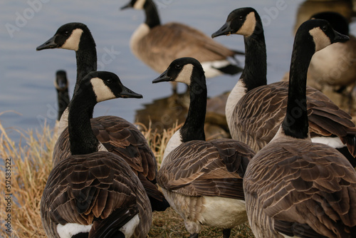 Tablou canvas Gaggle of Canadian geese