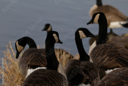Fotografie, Obraz gaggle of Canadian Geese at water's edge