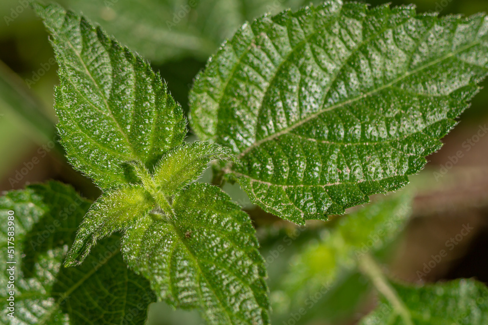 The leaves of the lantana camara plant, heart-shaped leaves with a rough texture The leaves of the lantana camara plant, heart-shaped leaves with a rough texture