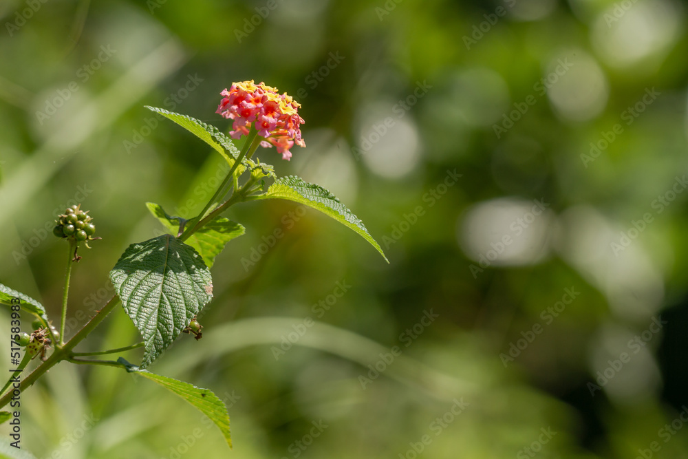 Flowers and leaves of the lantana camara plant, pink flower clusters with yellow tips, heart-shaped leaves with rough texture