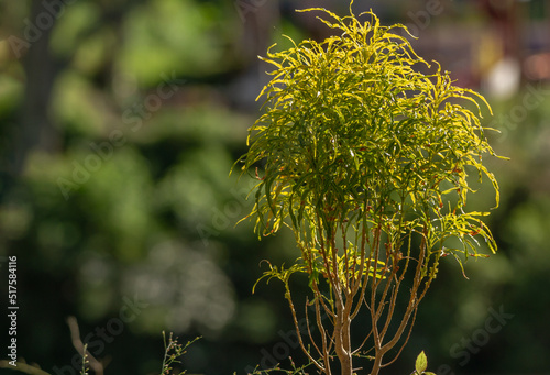 The ming aralia plant which has elongated flat leaves, has a combination of green and yellow colors