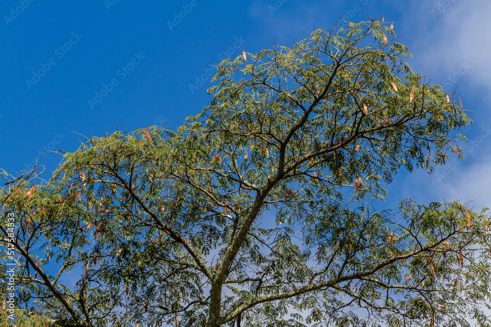 Obraz premium View of trees in tropical climate, isolated on blue sky and mountain fog.
