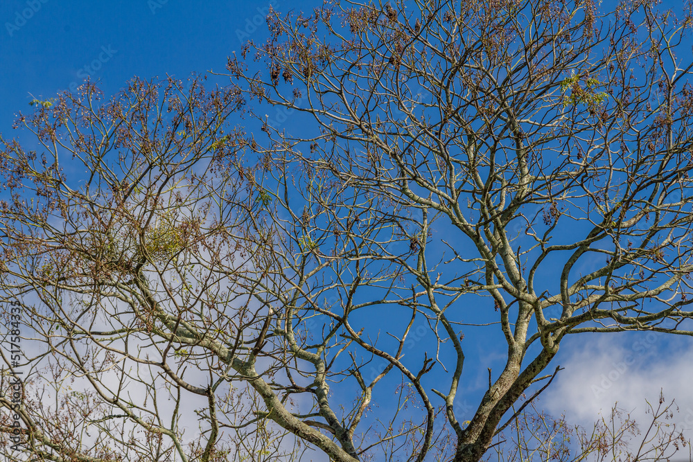 View of trees in tropical climate, isolated on blue sky and mountain fog. View of trees in tropical climate, isolated on blue sky and mountain fog.