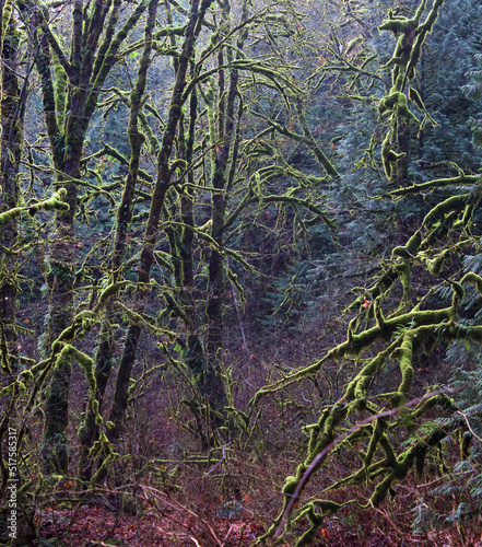 Moss on Trees