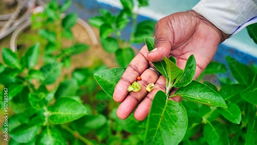 Ashwagandha known as Withania somnifera plant growing. Indian powerful herbs, poison gooseberry, or winter cherry. Ashwagandha is herb benefits for weight loss, healthcare and reduce stress
