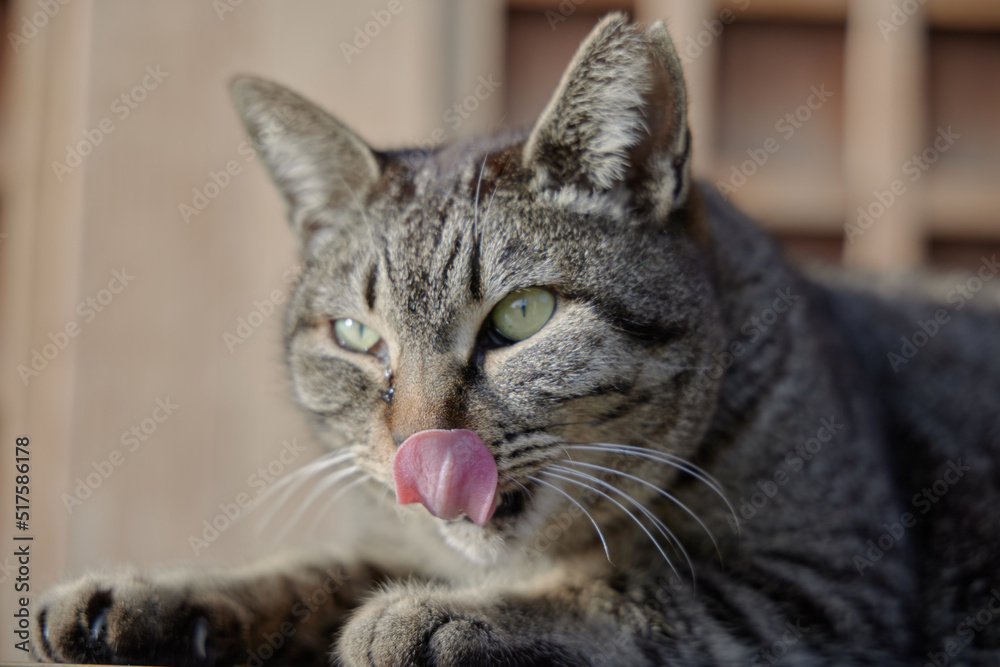 Cat with a tongue out, 舌を出したネコ