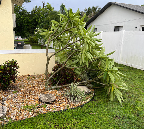 plumeria tree blown over