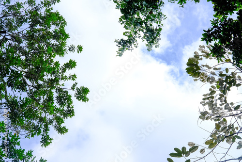 Leaves and cloudy sky. Sky wallpaper. Cloudy blue sky.