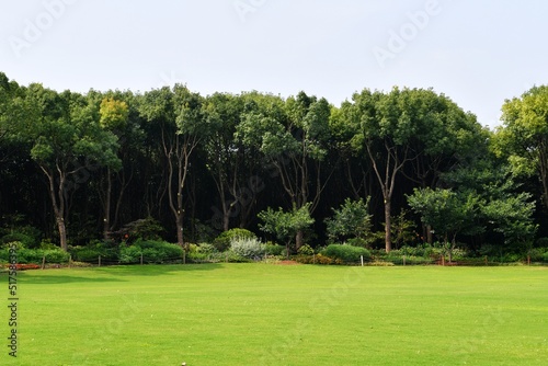 a forest behind a lawn