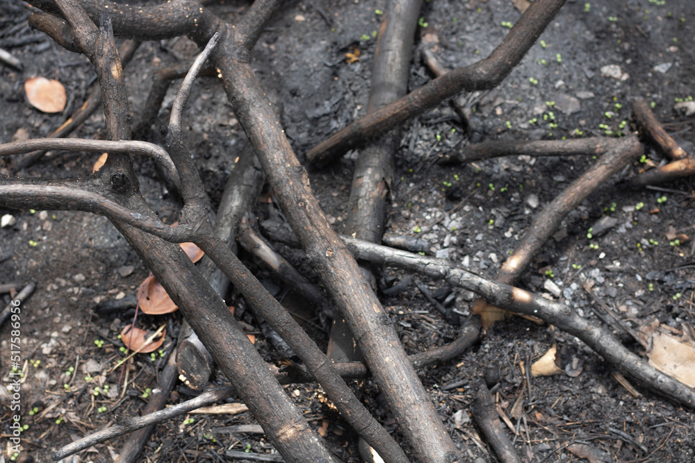 The remains of the wood that were burnt to black. The remains of the wood that were burnt to black.