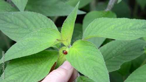 HD video of ladybug on pineapple sage leaves, hand reaching in to reveal the insect. Generally considered useful insects, many species prey on herbivorous homopterans, pests such as aphids.
 photo