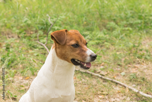 The head of a Jack Russell terrier dog in the park against the background of grass.