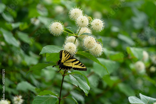 Butterfly and buttonbush
