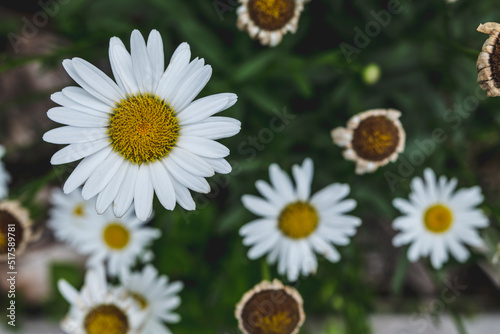 Beautiful white daisy close up  sunny day. Herbal tea. Oxeye daisy or dog daisy in a sunny summer garden  fresh natural outdoor and floral background. High-quality photo