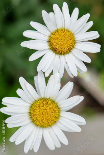 Beautiful white daisy close up  sunny day. Herbal tea. Oxeye daisy or dog daisy in a sunny summer garden  fresh natural outdoor and floral background. High-quality photo